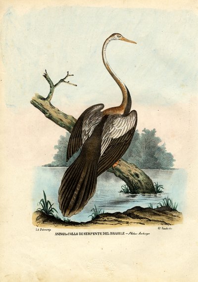 Slangenhalsvogel, 1863-79 door Raimundo Petraroja